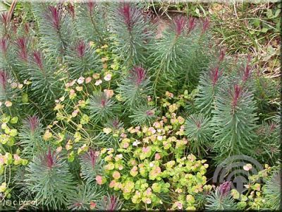Euphorbia cyp. 'Clarice Howard'