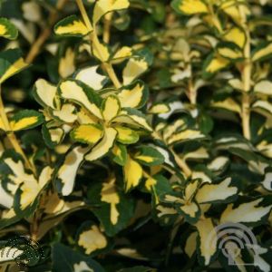 Euonymus fort. 'Blondy' 