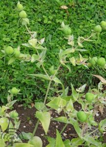 Euphorbia lathyris