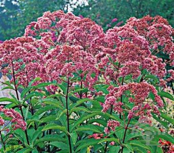 Eupatorium mac. 'Gateway'