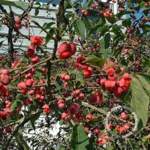 Euonymus phellomanus