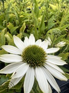 Echinacea purp. 'Virgin'®