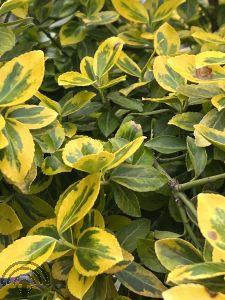 Euonymus fort. 'Canadale Gold'