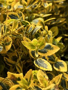 Euonymus fort. 'Emerald 'n Gold'