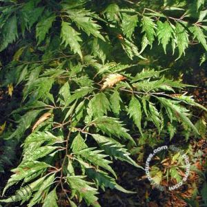 Fagus syl. 'Aspleniifolia'