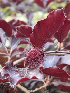 Fagus syl. 'Purpurea Pendula'