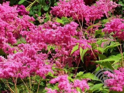 Filipendula rubra 'Venusta'