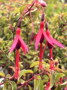 Fuchsia magellanica var. gracilis