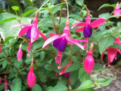 Fuchsia 'Tom Thumb'