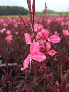 Gaura lindh. 'Gaudi Rose'