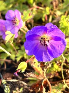 Geranium 'Azure Rush'