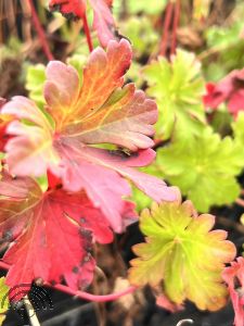 Geranium cant. 'Karmina'