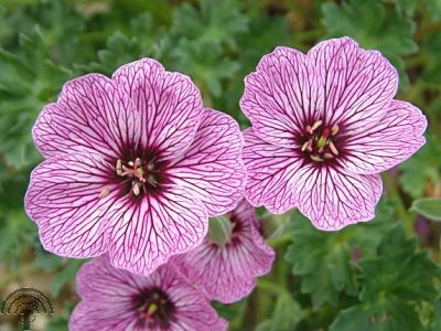 Geranium cin. 'Laurence Flatman'