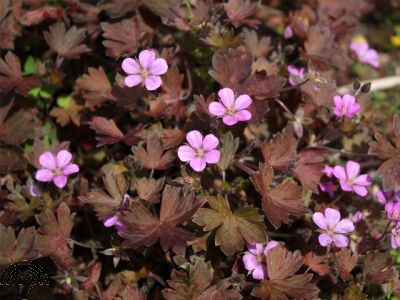 Geranium hybr. Bobs Blunder