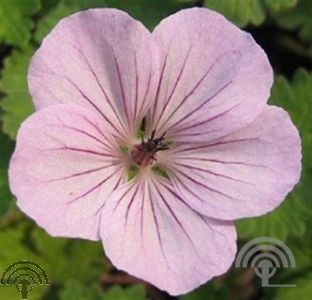 Geranium 'Joy'