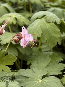 Geranium macr. 'Ingwersen's Variety'