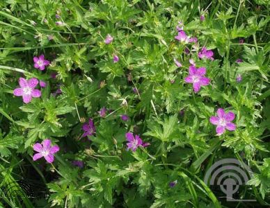 Geranium palustre