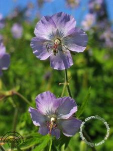 Geranium phaeum