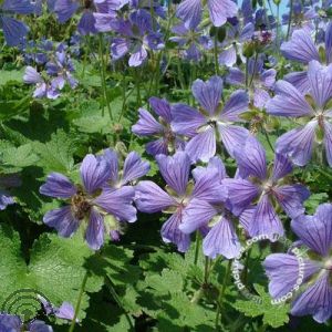 Geranium 'Philippe Vapelle'