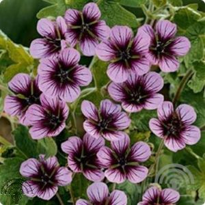 Geranium 'Salomé'