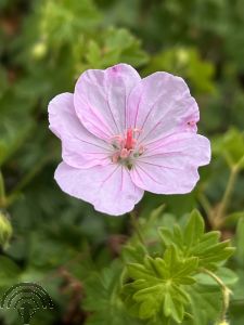 Geranium sanguineum