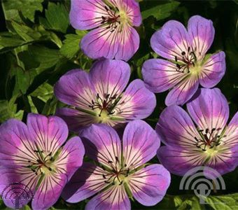 Geranium 'Sweet Heidy'®