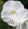 Geranium macr. 'White Ness'