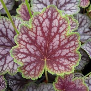 Heuchera 'Beauty Color'