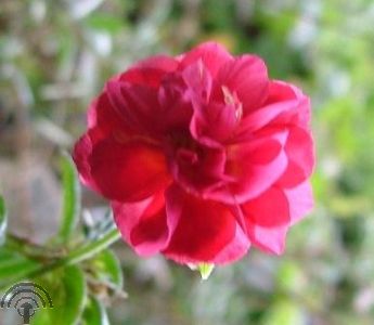 Helianthemum 'Cerise Queen'