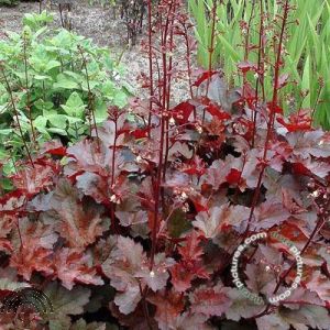 Heuchera 'Chocolate Ruffles'®