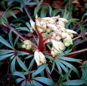 Helleborus foetidus 'Wester Flisk'