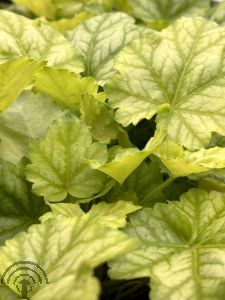 Heuchera 'Lime Marmalade' 