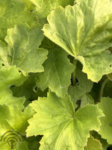 Heuchera vill. var. macrorrhiza