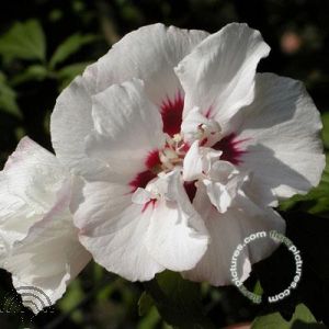 Hibiscus syr. 'Speciosus'