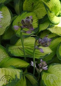 Hosta for. 'Gold Standard'