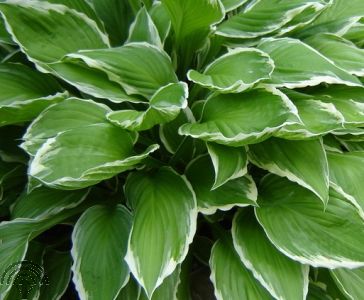 Hosta undulata 'Albomarginata'