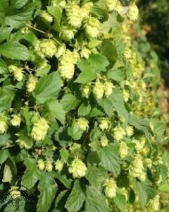 Humulus lupulus 'Prima Donna'