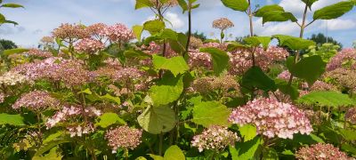 Hydrangea ar. 'Candybelle Bubblegum'