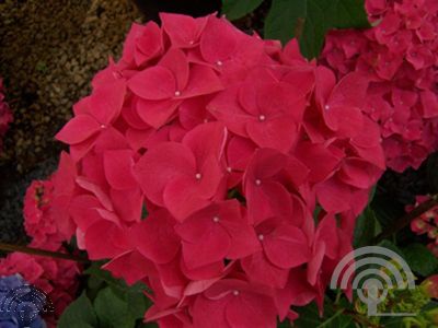 Hydrangea macr. 'Hot Red'