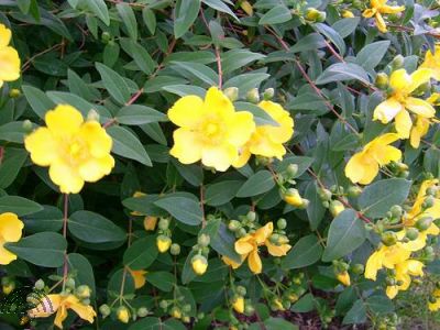 Hypericum dummeri 'Peter Dummer'