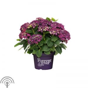 Hydrangea macr. 'Forever & Ever'® - purple