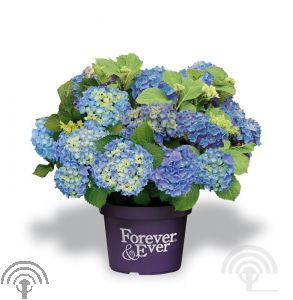 Hydrangea macr. 'Forever & Ever'® - blue