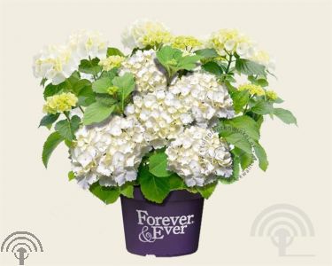 Hydrangea macr. 'Forever & Ever'® - white