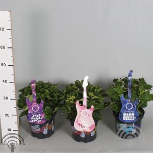 Hydrangea Music Collection ® 'Blue Boogiewoogie'