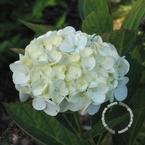 Hydrangea macr. 'Mme Emile Mouillère'