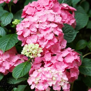 Hydrangea macr. 'Pia'