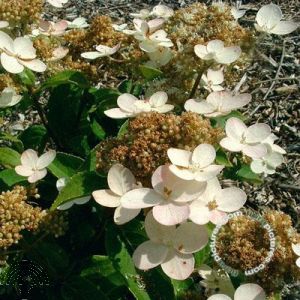 Hydrangea pan. 'Dharuma'