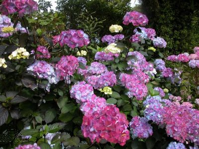 Hydrangea serr. 'Preziosa'