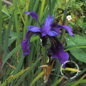 Iris chrysog. 'Black Form'