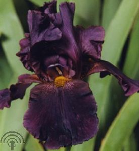 Iris chrysog. 'Black Knight'